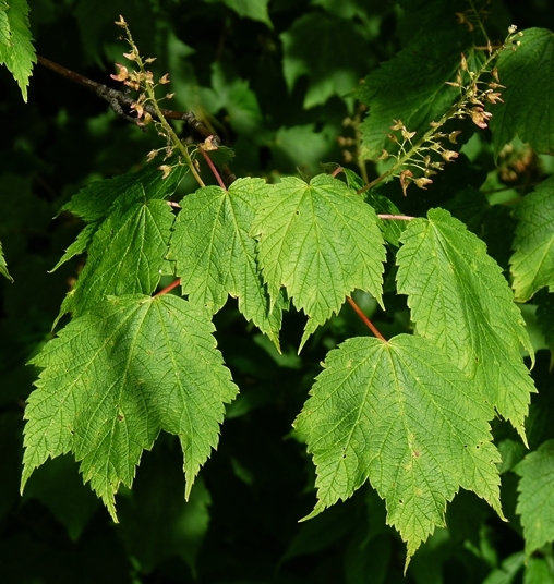 {Acer spicatum}